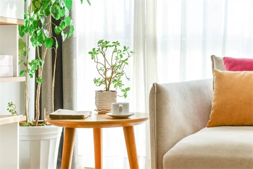 七叶莲放哪里最旺财?七叶莲风水摆放禁忌有哪些? 七叶莲放哪里最旺财?七叶莲风水摆放禁忌有哪些?