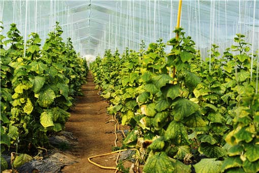 ����ũ��