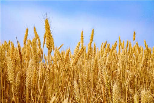 ��չ���ýոѳ�Ϊ��������Դ