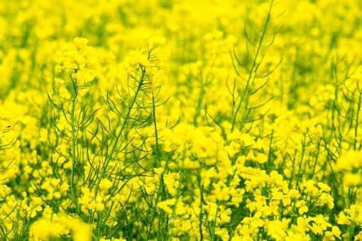 今年油菜籽收购价格多少钱一斤