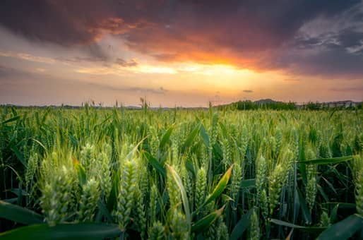 ³ԭ502С����ֲ