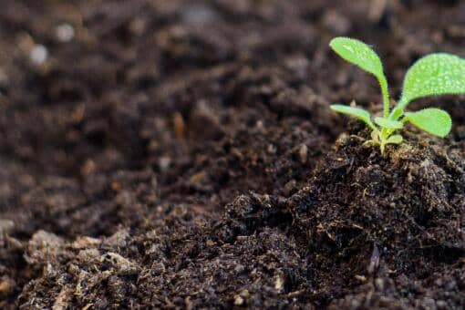 蚯蚓干价格暴涨 蚯蚓遭灭绝式捕杀