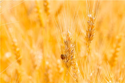 �ո�����