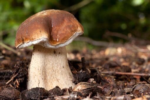 野生牛肝菌几月份生长