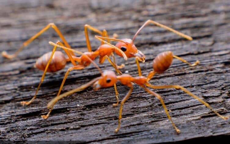 ������С�����ϵ�ԭ����ʲô