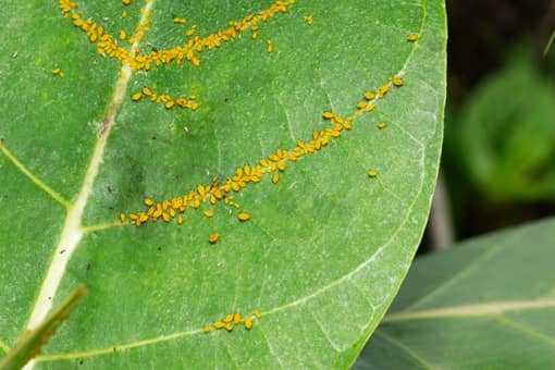 蚜虫用什么药最有效