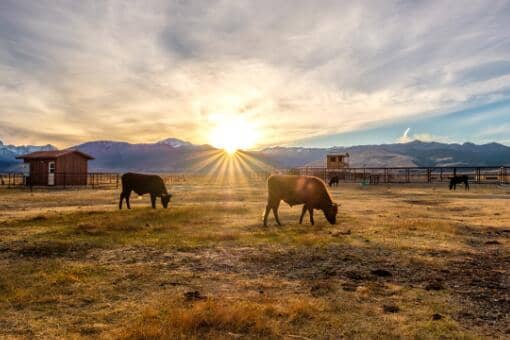 ����Ķ���ܳ���������