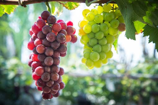 葡萄价格多少钱一斤