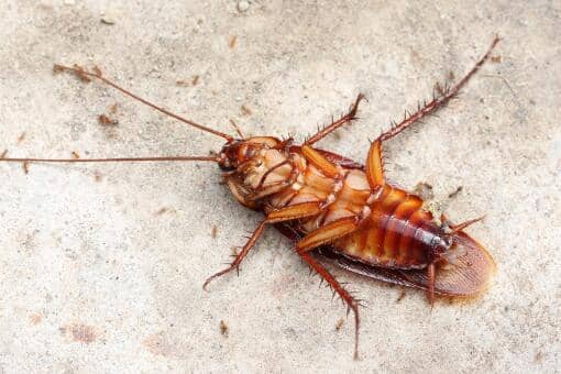 为什么养猫就没有蟑螂