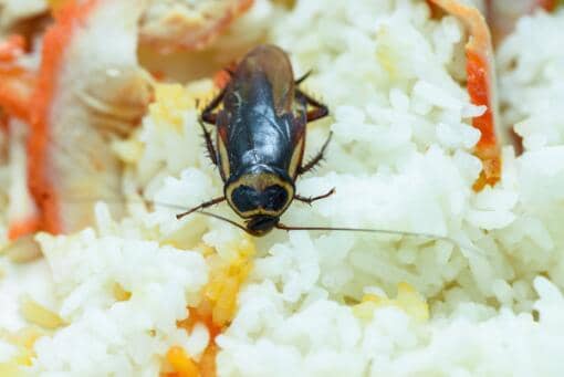 蟑螂为什么不能踩死