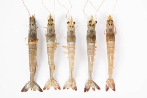 基围虾40一斤贵吗