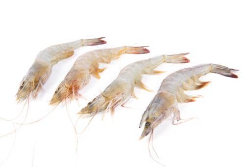 基围虾多少钱一斤市场价2022