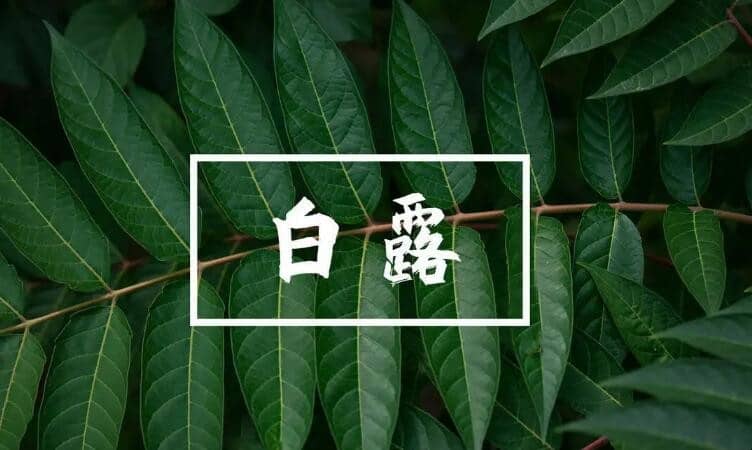 ¶ĸ