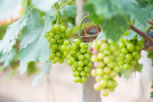 ����õ��