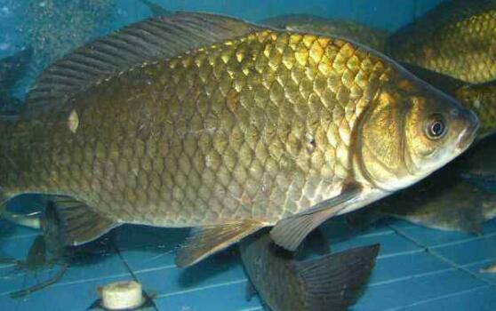 草鱼和鲫鱼的区别