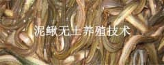 ֳ