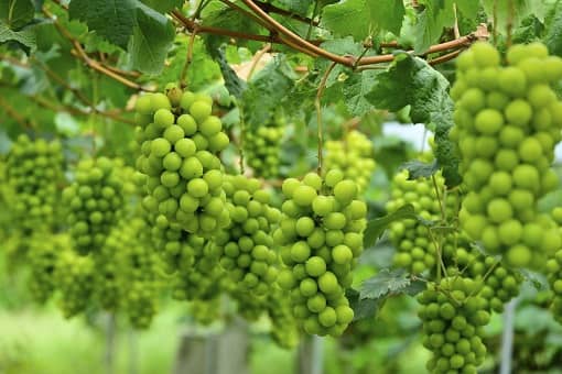 ��������õ��