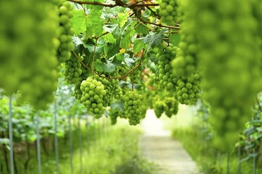 ����õ��