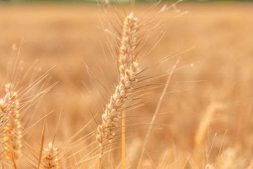 武农988小麦品种介绍