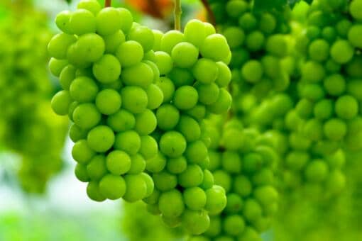 阳光玫瑰为什么那么贵