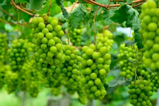 阳光玫瑰葡萄多少钱一斤