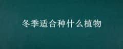ʺʲôֲ