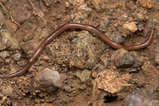 野生蚯蚓干市场价钱