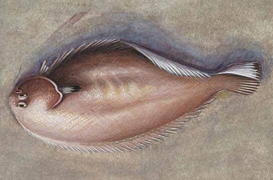 ĿͶ౦ ԱĿĺô