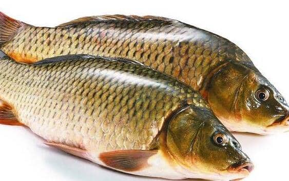 鲤鱼和草鱼的区别