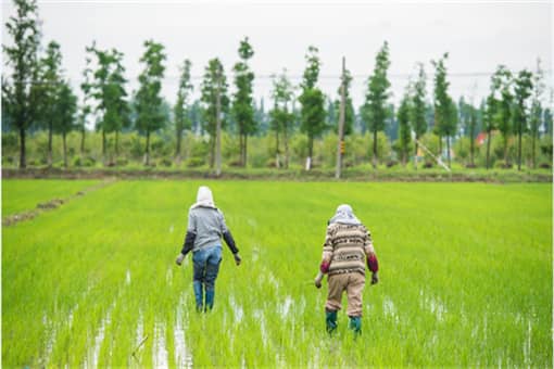 2022年上海种粮农民一次性补贴