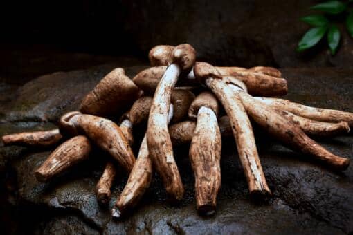 2022年鸡枞多少钱一斤