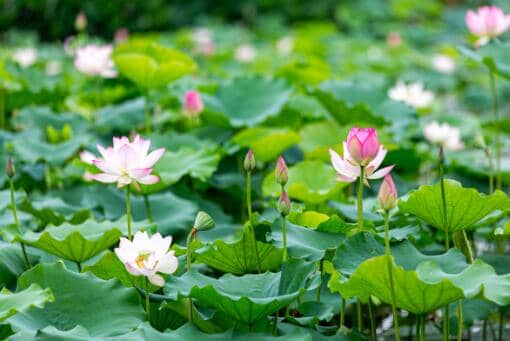 ���ع��ߵ�������������ֶ��ݵ�������Ӱ����