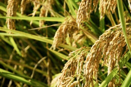 富硒水稻是什么意思