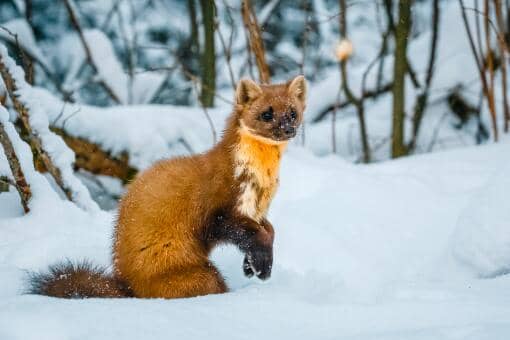 黄鼠狼是国家几级保护动物
