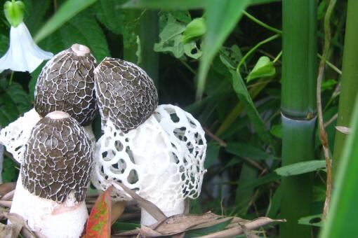 野生白鬼笔竹荪有毒吗