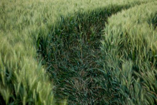 中央一号文件:提高小麦最低收购价