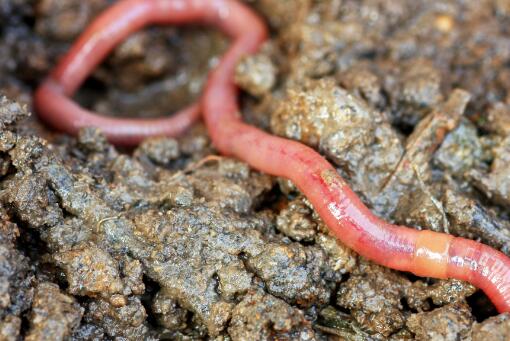 ���Ҷ�����������