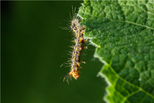 松毛虫