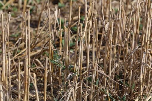 农民地里烧秸秆违法吗