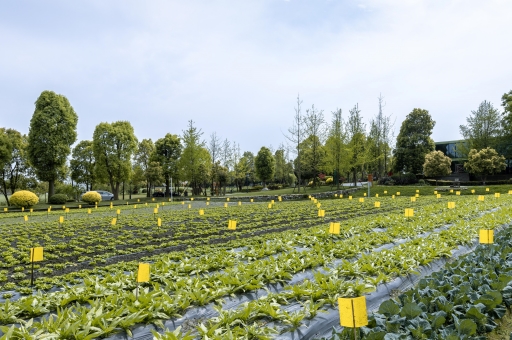 特色农业有哪些项目