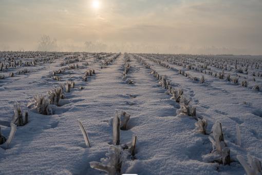 河南降雪对小麦影响总体利大于弊