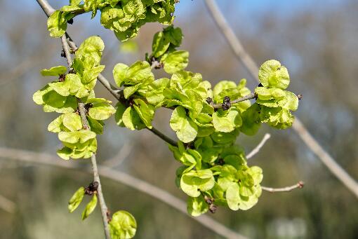 榆钱几月份可以采摘