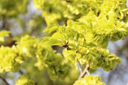 榆钱怎么处理干净