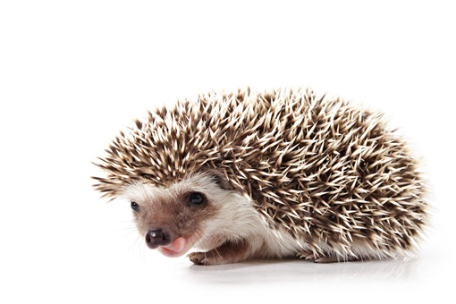 ϿǺ