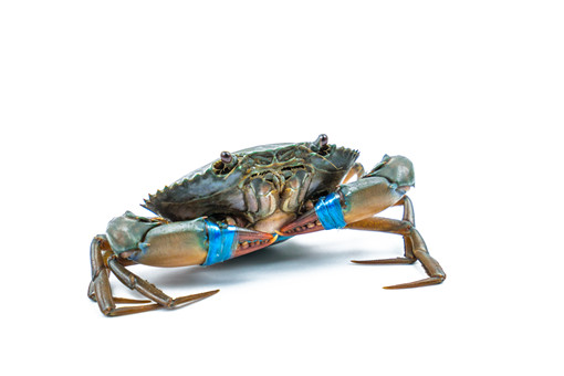 з